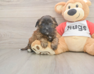 9 week old Shih Poo Puppy For Sale - Puppy Love PR