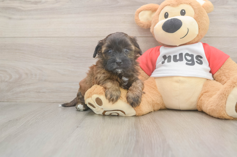 5 week old Shih Poo Puppy For Sale - Puppy Love PR