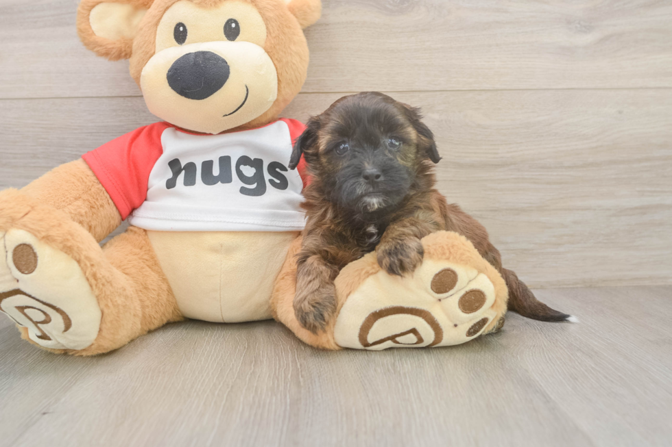 Adorable Shihpoo Poodle Mix Puppy