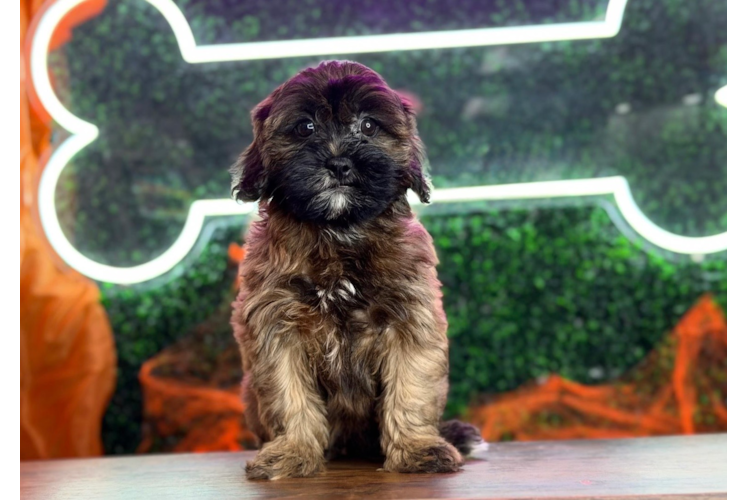 Cute Shih Poo Baby