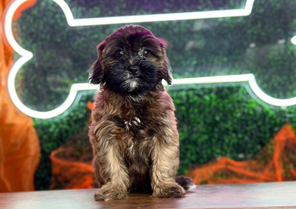 Cute Shih Poo Baby