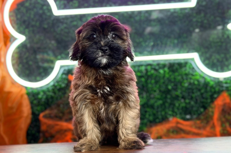 9 week old Shih Poo Puppy For Sale - Puppy Love PR