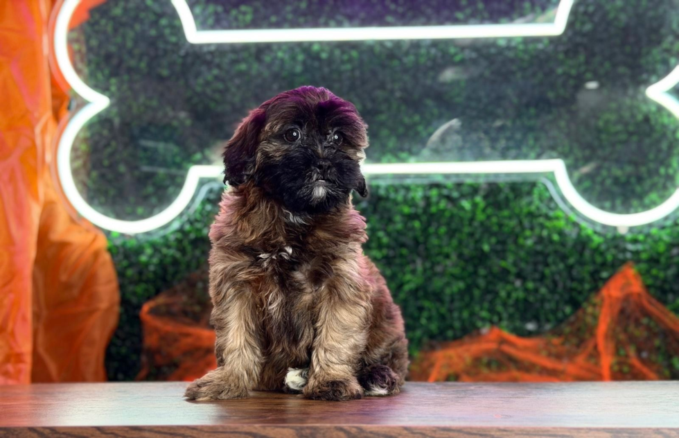 Cute Shih Poo Baby