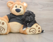 6 week old Shih Poo Puppy For Sale - Puppy Love PR
