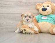 7 week old Shih Poo Puppy For Sale - Puppy Love PR