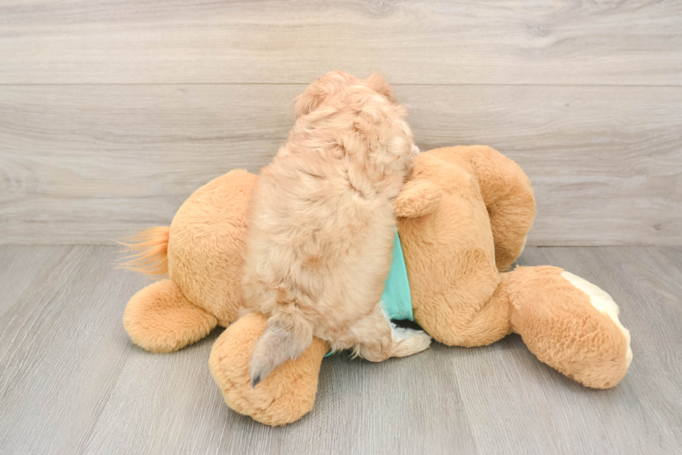 Shih Poo Puppy for Adoption