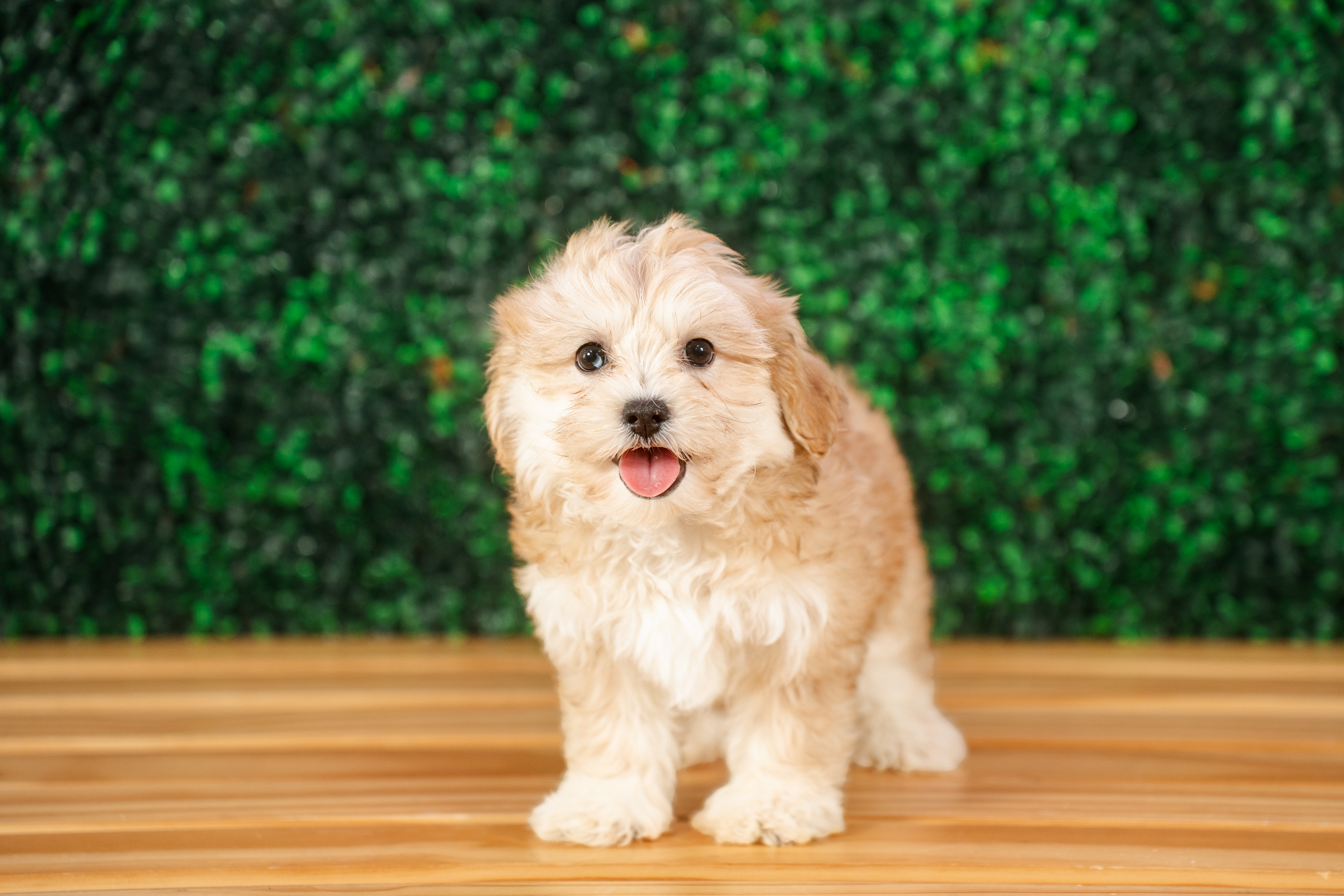 Best Shih Poo Baby