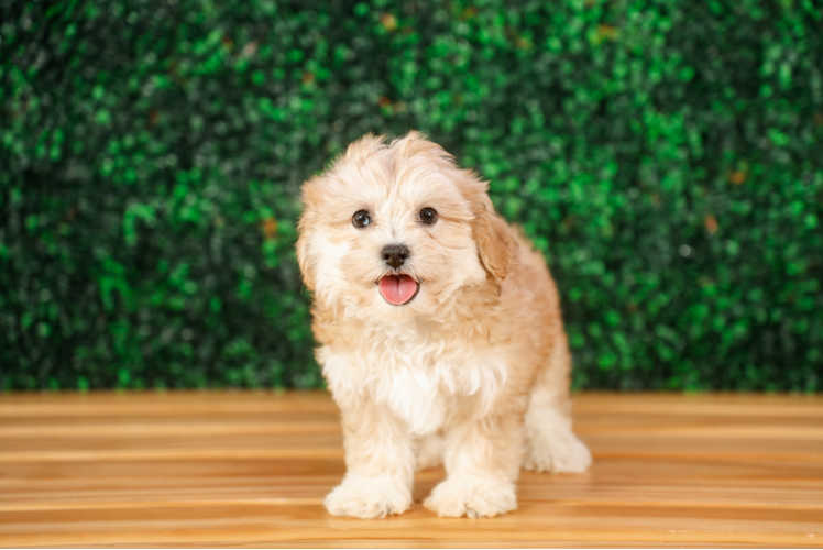 Best Shih Poo Baby