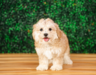 9 week old Shih Poo Puppy For Sale - Puppy Love PR