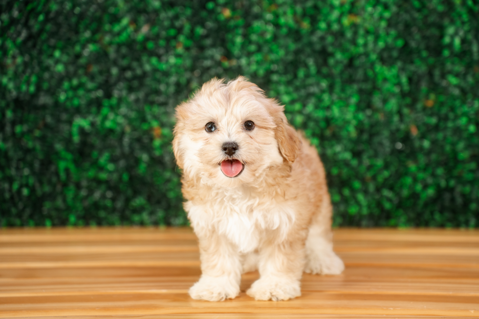 Best Shih Poo Baby