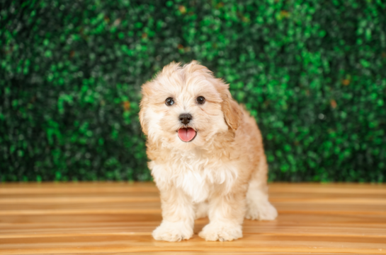 Best Shih Poo Baby