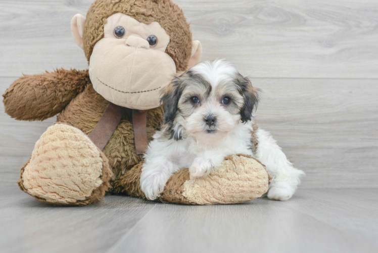 Meet Valerie - our Shih Poo Puppy Photo 1/3 - Puppy Love PR Cute Shih Poo Baby