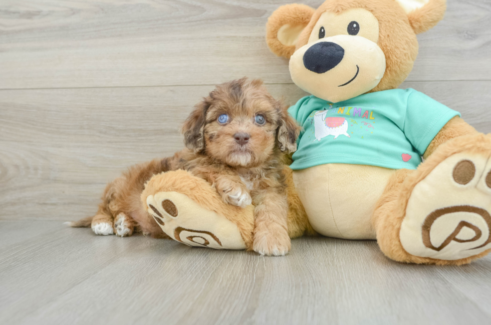 6 week old Shih Poo Puppy For Sale - Puppy Love PR