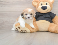 5 week old Shih Poo Puppy For Sale - Puppy Love PR