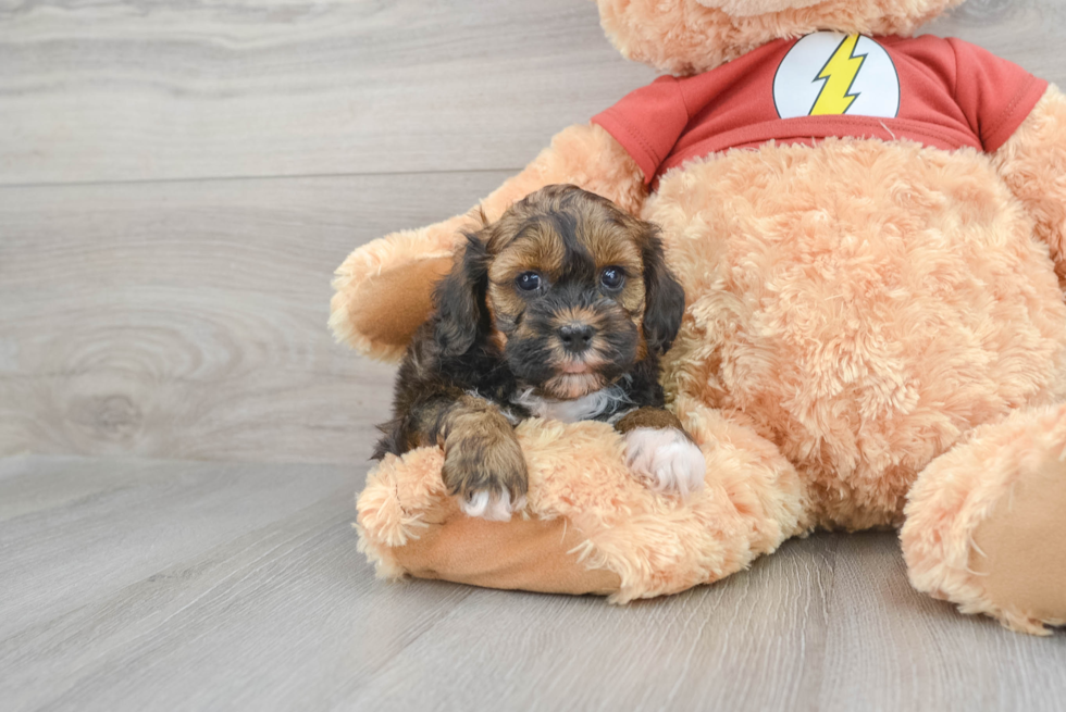 Shih Poo Pup Being Cute