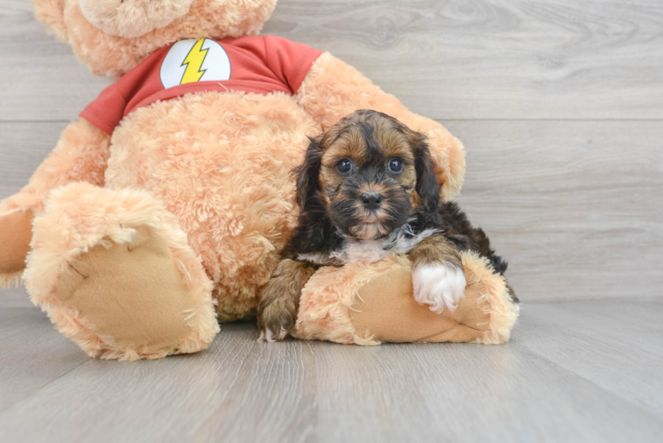 Shih Poo Pup Being Cute