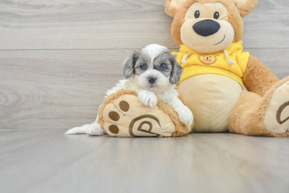 Shih Poo Pup Being Cute