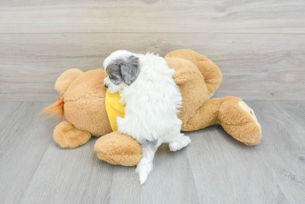 Shih Poo Puppy for Adoption