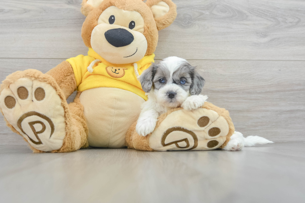 Cute Shih Poo Baby