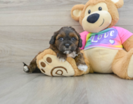 8 week old Shih Poo Puppy For Sale - Puppy Love PR