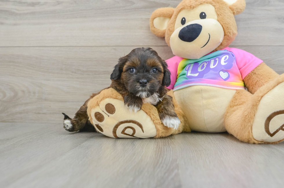 8 week old Shih Poo Puppy For Sale - Puppy Love PR