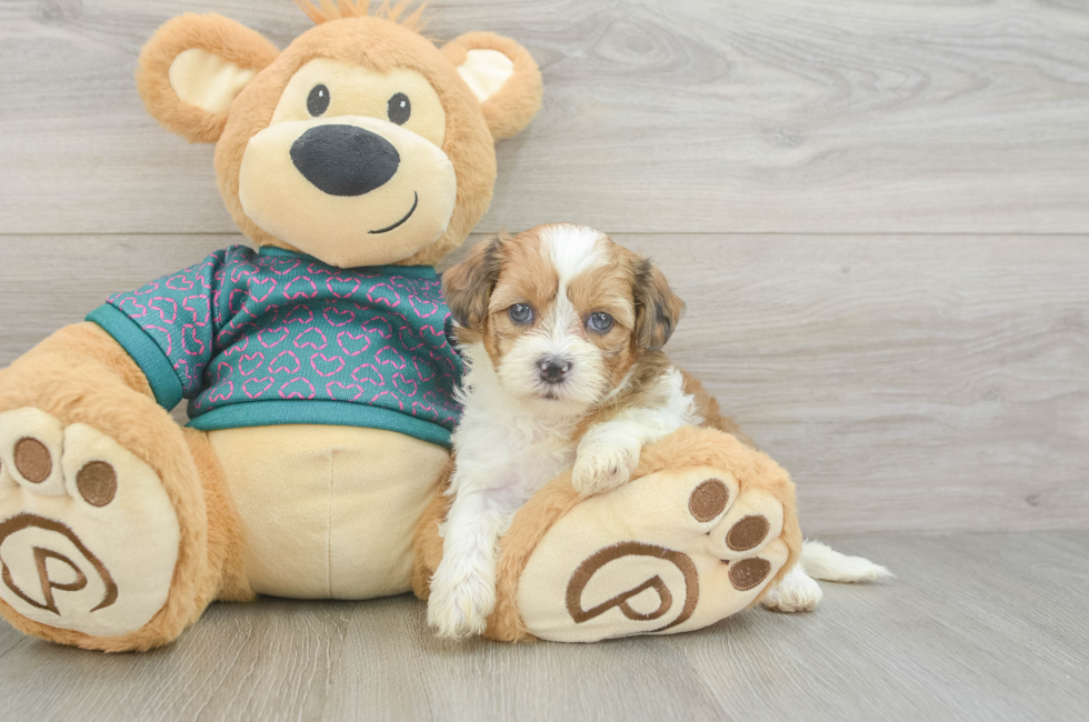 5 week old Shih Poo Puppy For Sale - Puppy Love PR
