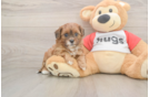 Energetic Shih Poo Poodle Mix Puppy