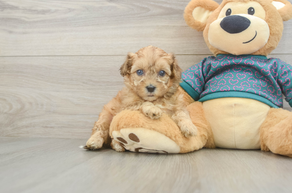 5 week old Shih Poo Puppy For Sale - Puppy Love PR