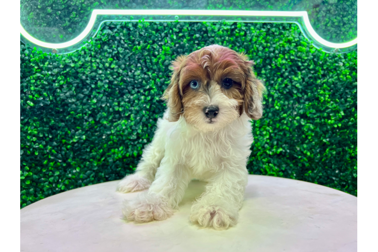 Meet Vienna - our Shih Poo Puppy Photo 1/4 - Puppy Love PR Cute Shih Poo Baby