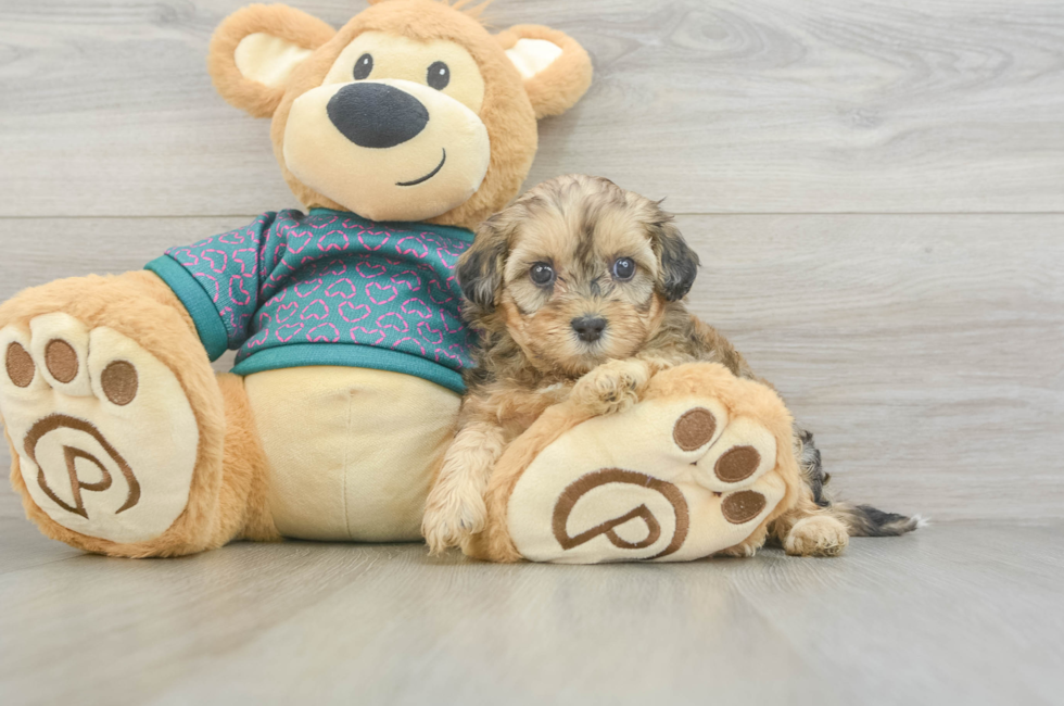 5 week old Shih Poo Puppy For Sale - Puppy Love PR