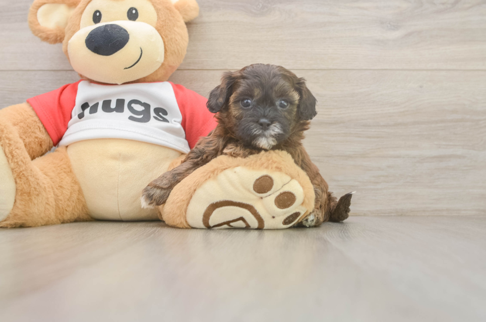 5 week old Shih Poo Puppy For Sale - Puppy Love PR