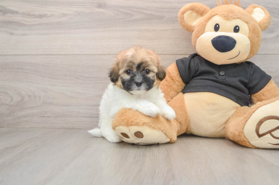 Shih Poo Pup Being Cute