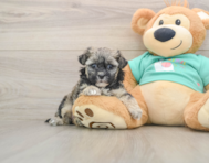 8 week old Shih Poo Puppy For Sale - Puppy Love PR