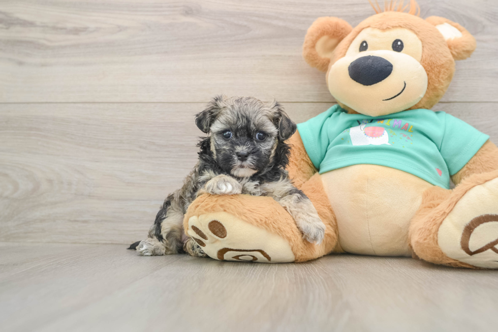 Shih Poo Pup Being Cute