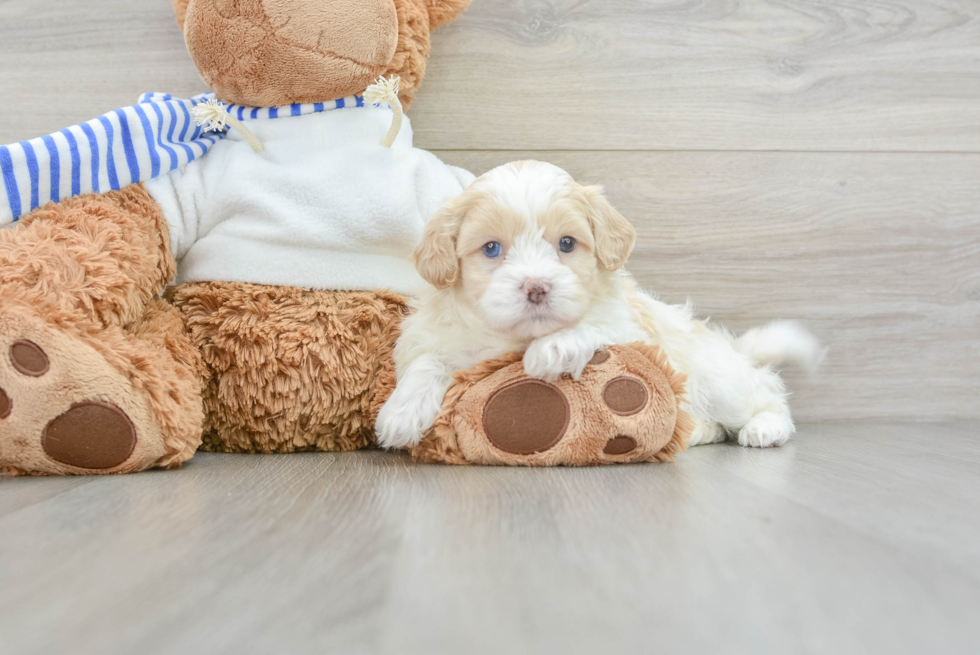 Adorable Shihpoo Poodle Mix Puppy