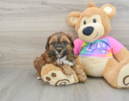 8 week old Shih Poo Puppy For Sale - Puppy Love PR