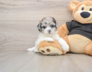 5 week old Shih Poo Puppy For Sale - Puppy Love PR