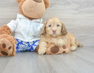 9 week old Shih Poo Puppy For Sale - Puppy Love PR