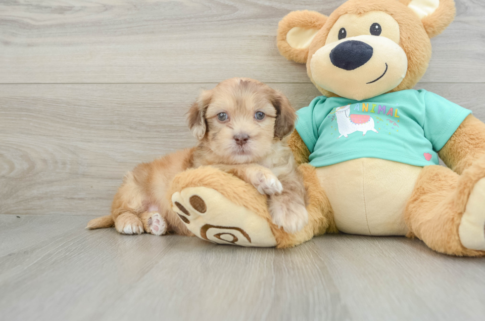 6 week old Shih Poo Puppy For Sale - Puppy Love PR