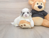 5 week old Shih Poo Puppy For Sale - Puppy Love PR