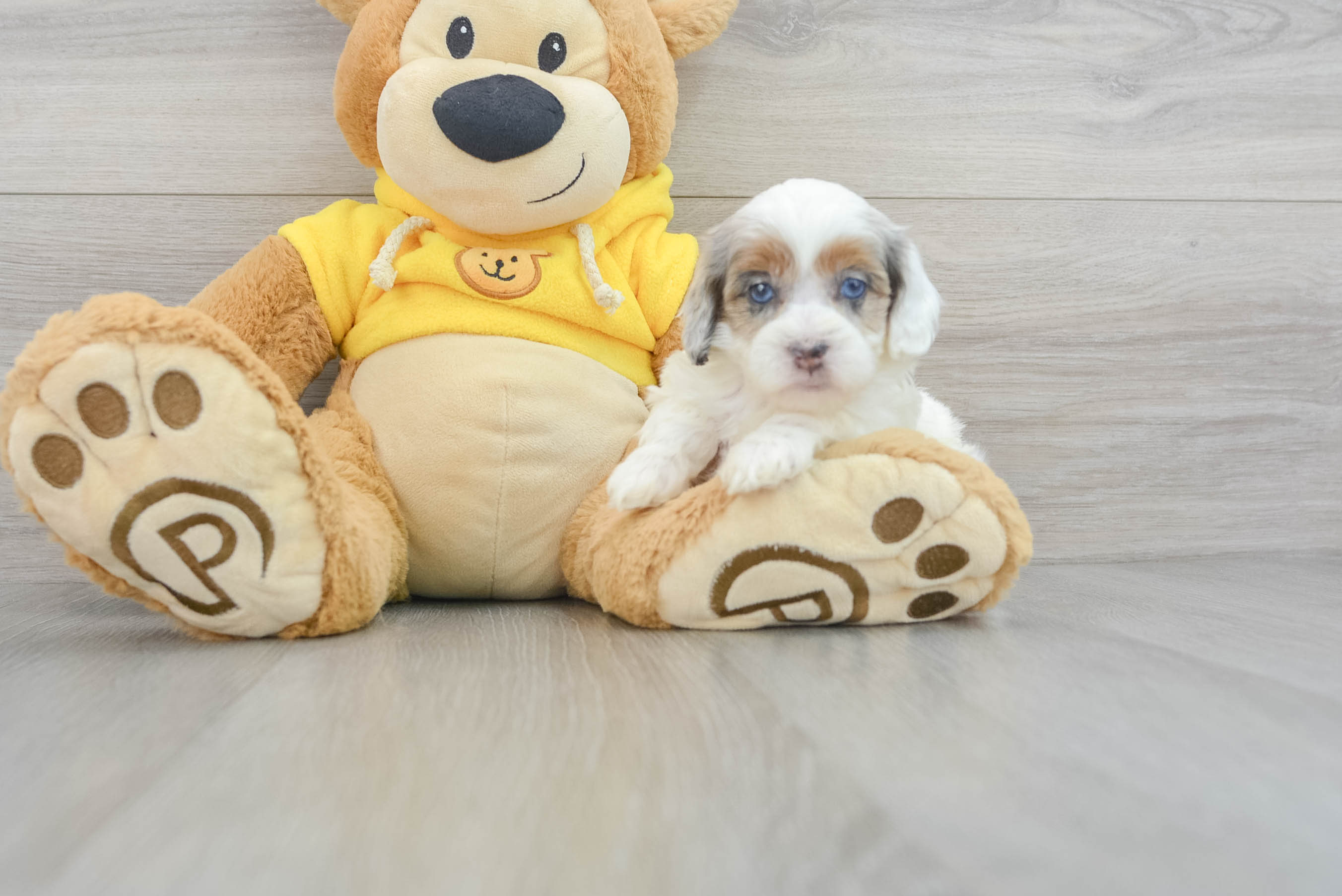 Smart Shih Poo Poodle Mix Pup