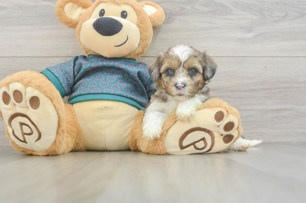 5 week old Shih Poo Puppy For Sale - Puppy Love PR