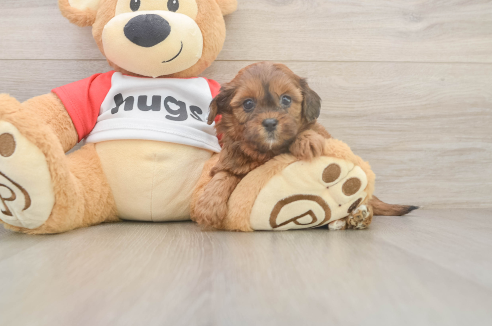 5 week old Shih Poo Puppy For Sale - Puppy Love PR