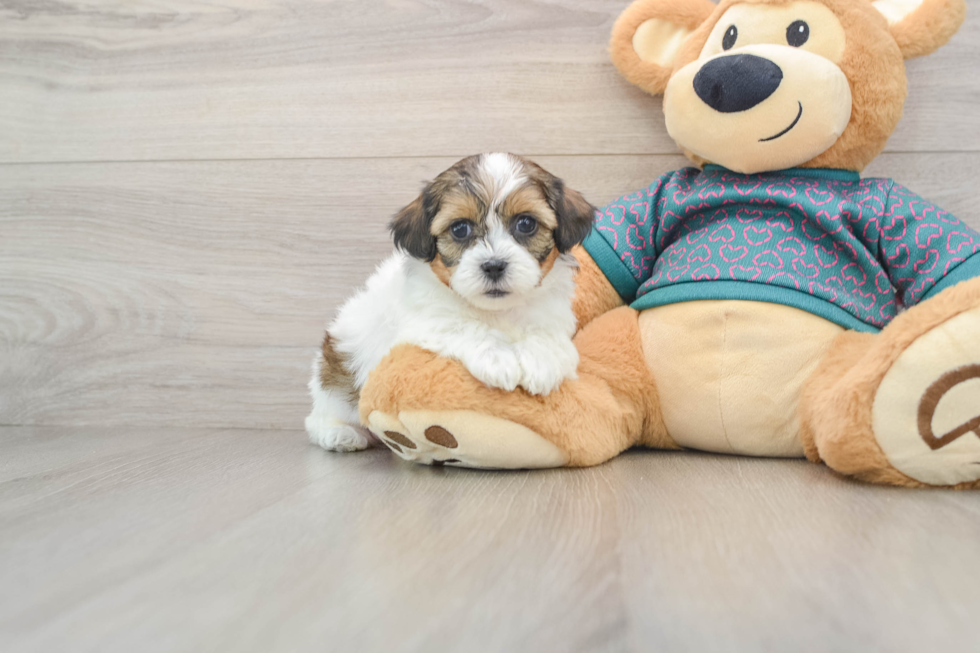 Shih Poo Pup Being Cute