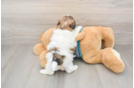 Shih Poo Pup Being Cute