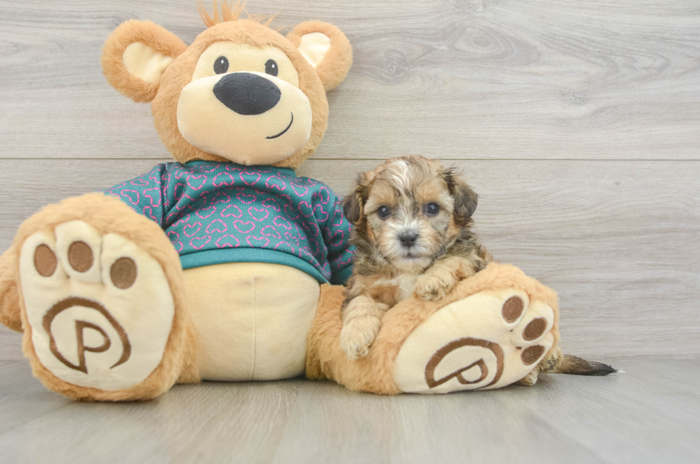 5 week old Shih Poo Puppy For Sale - Puppy Love PR
