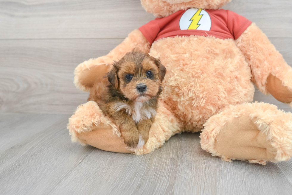 Best Shih Poo Baby