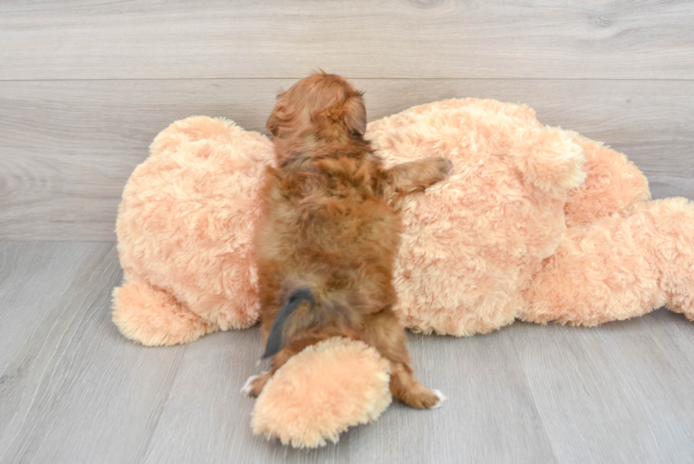 Best Shih Poo Baby