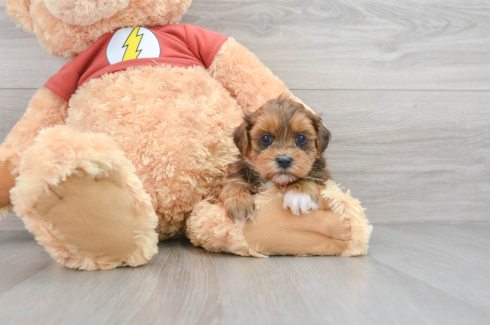 7 week old Shih Poo Puppy For Sale - Puppy Love PR