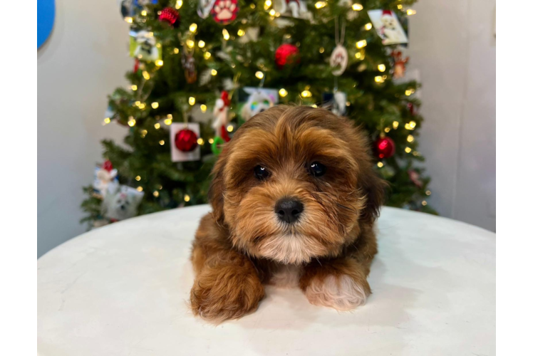 Cute Shih Poo Baby
